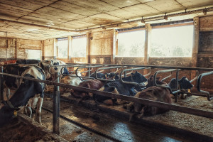  Litewscy rolnicy sprzedają krowy do Polski