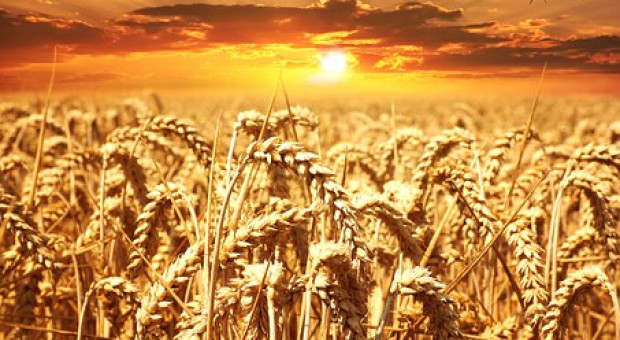 Coceral: Wyższa prognoza produkcji zbóż  w UE niż w maju 2019 r.