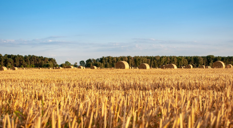 fot. Pixabay GUS: W sierpniu ceny skupu wzrosły