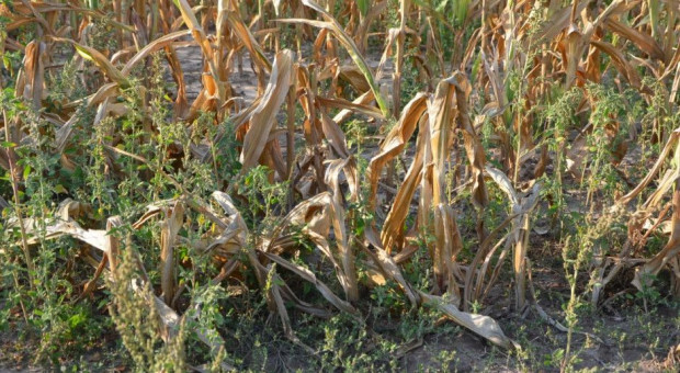 PZPK: Do 100 tys. ha kukurydzy ziarnowej zebrano na kiszonkę 