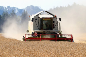 Rosja: Zebrano ponad 105 mln ton zbóż i bobowatych