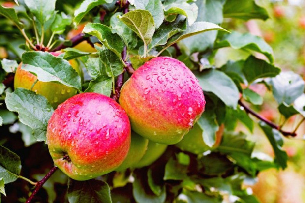 Delgate - nowy produkt do ochrony jabłoni i grusz  