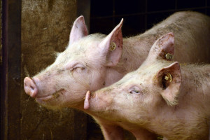 Klasyczny pomór świń nadal panuje w Japonii 