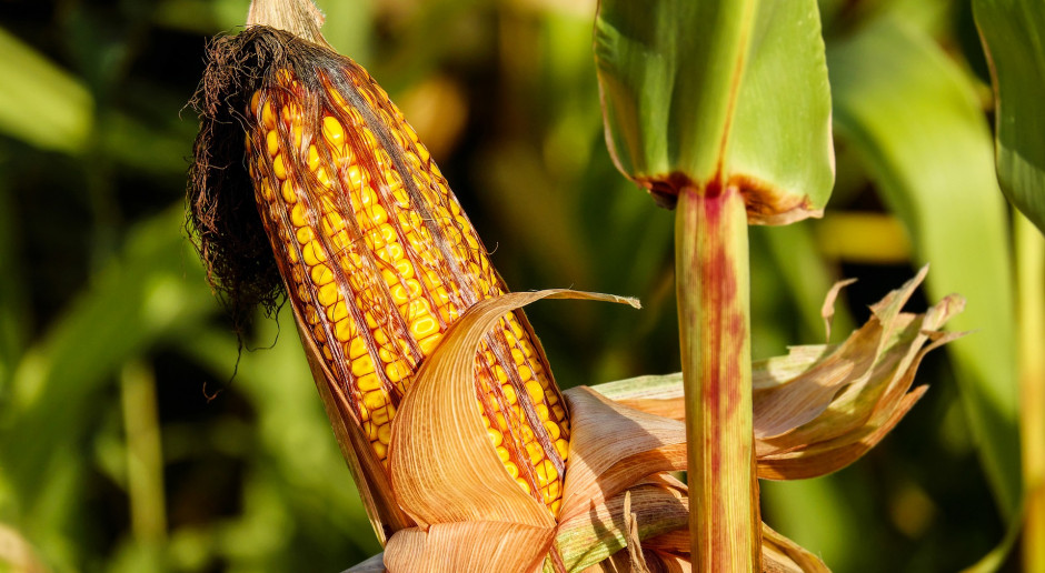 Zniżka notowań zbóż na światowych giełdach