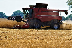 Rosja: Zebrano ponad 107 mln ton zbóż i bobowatych