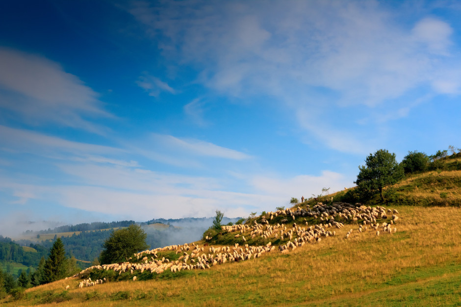 Do 2023 r. stado owiec ma wzrosnąć do 76,2 mln sztuk, dzięki czemu będzie tak liczne, jak w 2008 r.; Fot. Shutterstock
