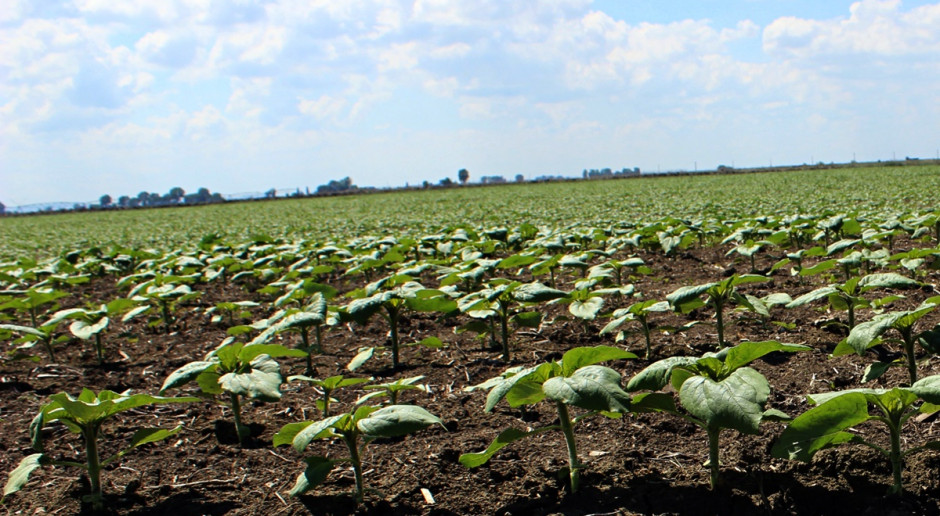 Corteva Agriscience i Pro Farm Technologies ogłaszają umowę handlową - Firmy będą współpracować w Europie w celu opracowania produktów opartych na zastrzeżonej technologii Pro Farm;Fot; A. Kobus Corteva Agroscience i Pro Farm Technologies wspólnie pracują nad zaprawami biologicznymi