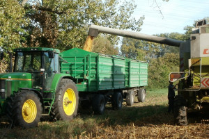 Ukraina: Zebrano ponad 45 mln ton zboża i bobowatych 