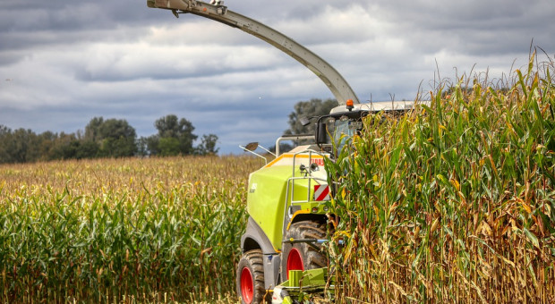UE: Trudny rok dla kukurydzy 