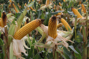 Śruby w kukurydzy niszczą sieczkarnie. Rolnicy wyznaczyli nagrodę za wskazanie chuligana