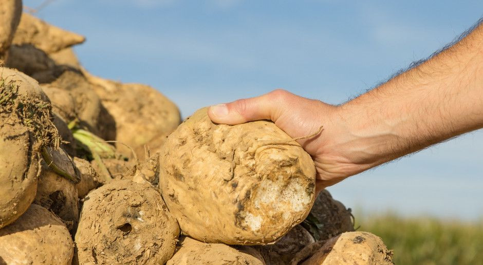 fot. Shutterstock Znane są już stawki płatności do buraka cukrowego