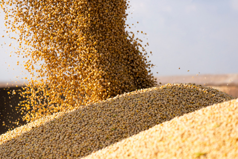 IGC: obniżyła prognozę globalnej produkcji soi w sezonie 2021/2022 o 15 mln ton do 353 mln ton; Fot Shutterstock