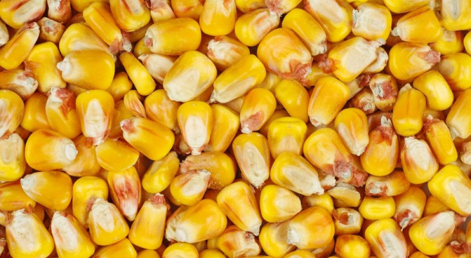fot. Shutterstock Cena mokrej kukurydzy od 380 do 420 zł/t