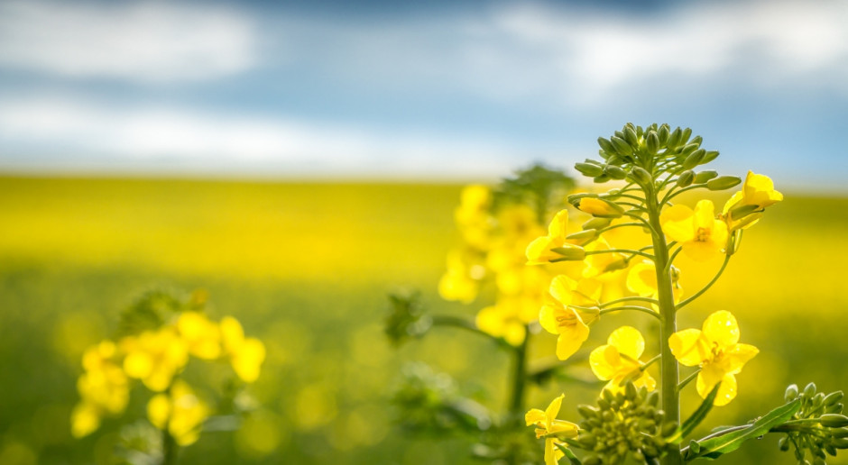 Fot. Shutterstock Kanadyjski rzepak rośnie w siłę