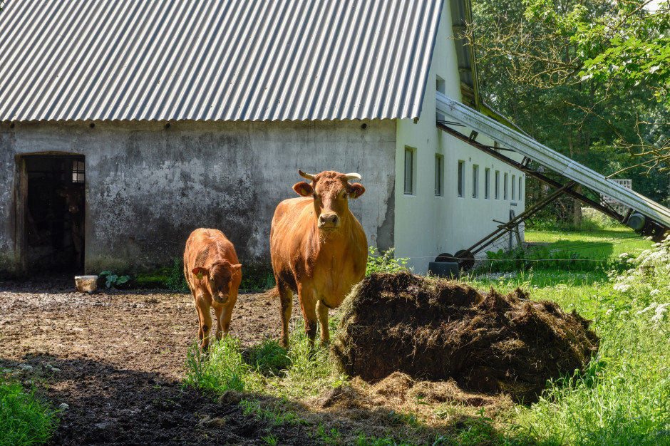 Według badań przeprowadzonych przez Danish Dairy Association, w 2020 r. w gospodarstwach  mlecznych w Danii przebywało średnio 210 krów; Fot. Shutterstock