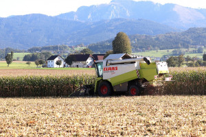 Ukraina: Zebrano ponad 10 mln ton kukurydzy