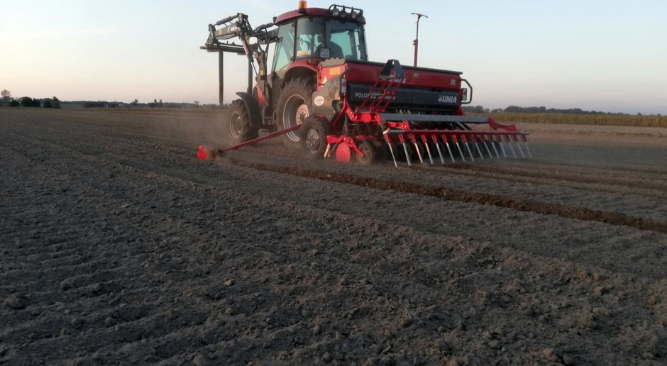 Fot; A. Kobus Materiał siewny o niskiej MTZ