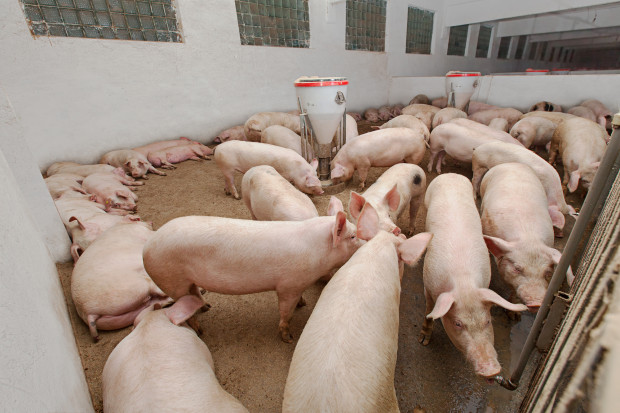 Chiny: Rośnie pogłowie świń, ceny spadają