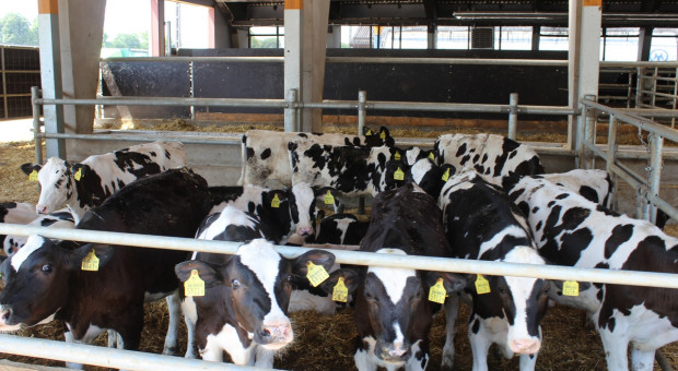 Gospodarstwo Butor: Jak osiągać wysokie wyniki produkcyjne w dużym stadzie bydła?