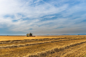 Rosja: Zebrano 116 mln ton zbóż i bobowatych