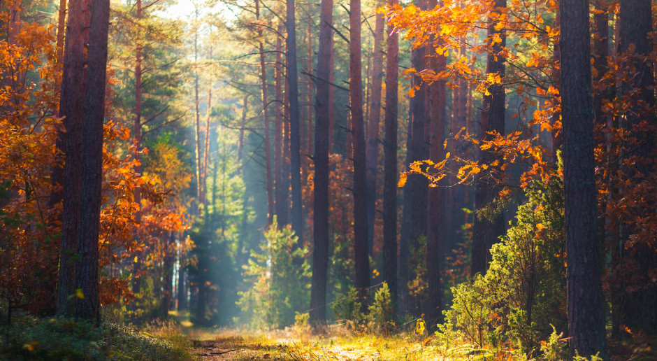 Fot. Shutterstock Leśna bimbrownia na Podlasiu zlikwidowana