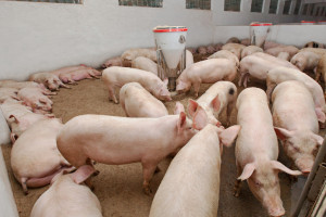 Holandia zachęca do rezygnacji z produkcji świń
