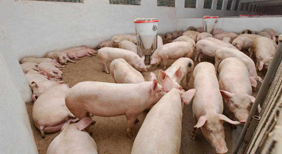 Fot. Shuttestock Holandia zachęca do rezygnacji z produkcji świń