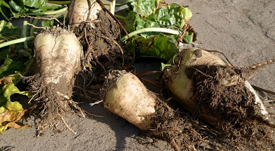 Szacuje się, że średni plon korzeni wyniesie ok. 60 t/ha, a technologiczny plon cukru ok. 9 t/ha, fot. A. Kobus Pogoda sprzyja zbiorom buraka