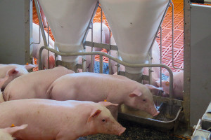 Nowe podejście do żywienia świń