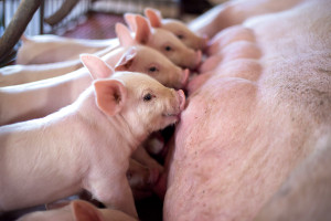 Dobrostan, klimat, antybiotyki - wyzwania przyszłości w chowie świń