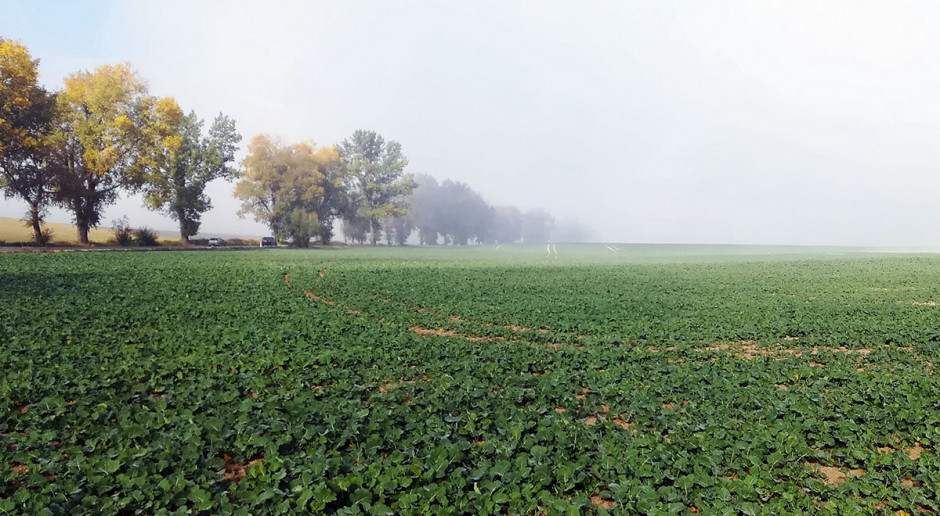 Fot. A. Kobus M jak mangan i molibden w nawożeniu rzepaku