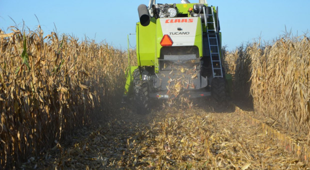 Trwają zbiory kukurydzy – jakie są ceny? 