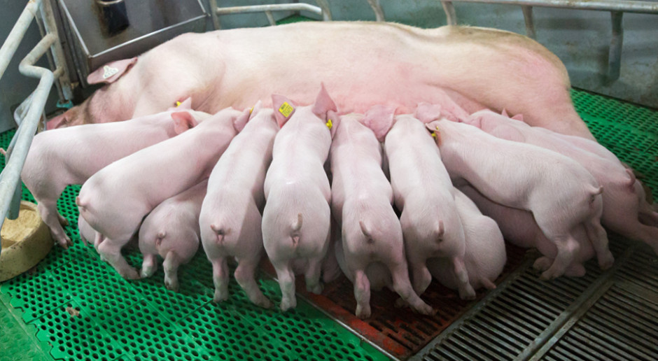 Locha CG36 Choice Genetics Choice Genetics wprowadza na rynek CG36, lochę najnowszej generacji