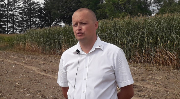 Jak uchronić plantację kukurydzy przed skutkami suszy?