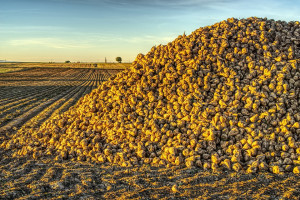  Na Białorusi zebrano ponad 7 mln ton zbóż i ponad 2,8 mln ton buraków