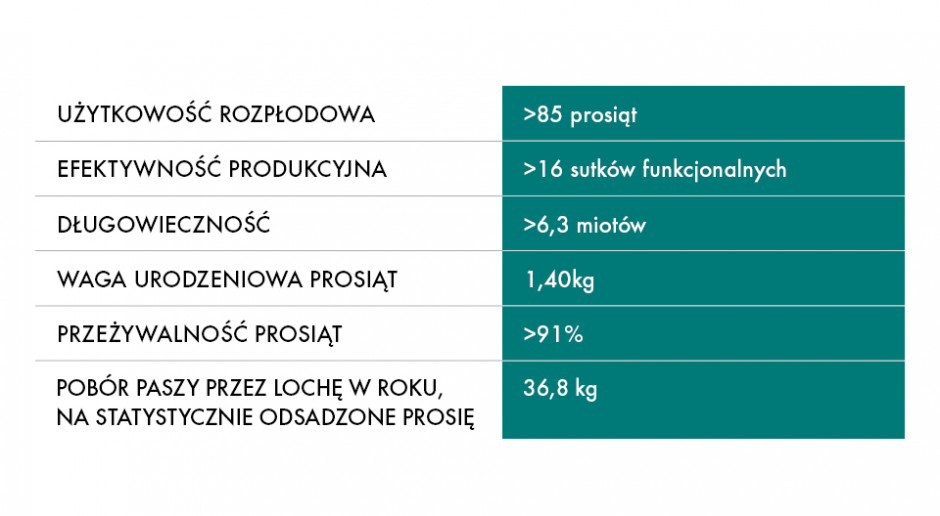 Efektywność produkcyjna loszki CG36