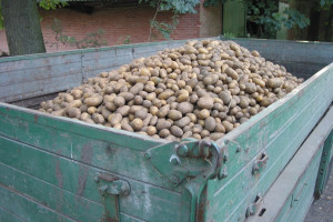 Na Białorusi zbiory ziemniaków oraz owoców i warzyw są na ukończeniu