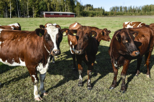Ekologiczna produkcja mleka w fińskim gospodarstwie
