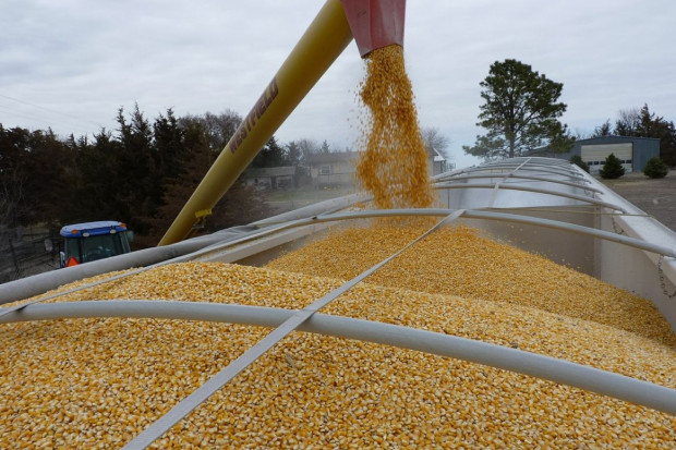 KRIR apeluje o kontrolę napływu kukurydzy z Ukrainy