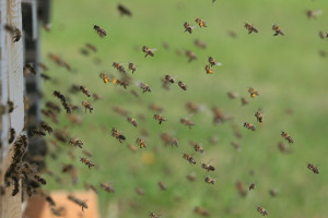 Parlament Europejski żąda większej ochrony pszczół