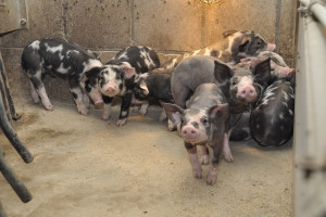 Chów świń „bez GMO” na bazie własnego białka - na konferencji „Farmera” 