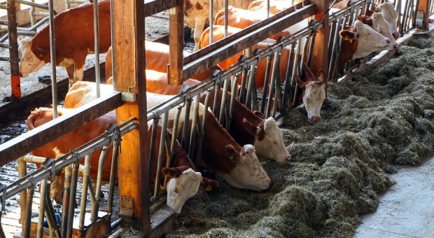 Rosja: Wzrosła produkcja mleka i zwierząt rzeźnych