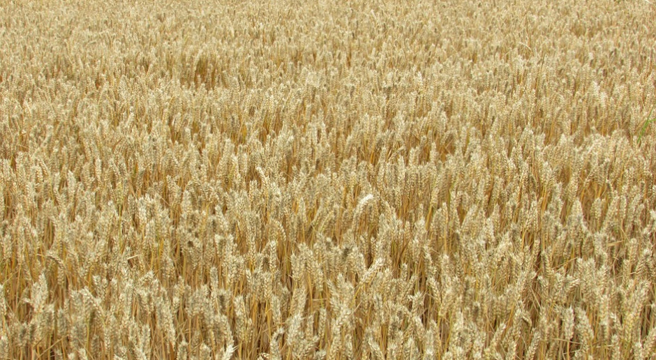 Fot.pixabay.com Rosja: Zebrano 121 mln ton zbóż i bobowatych