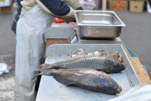 Trwają odłowy karpia na wigilijne stoły. Ceny ryb nie wzrosną znacząco