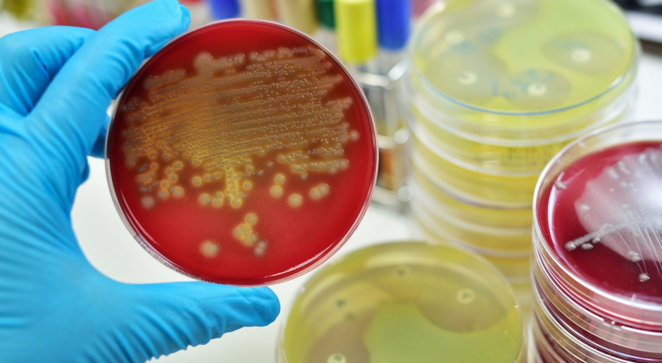 fot. Shutterstock Wzrosło zużycie antybiotyków w polskiej produkcji zwierzęcej