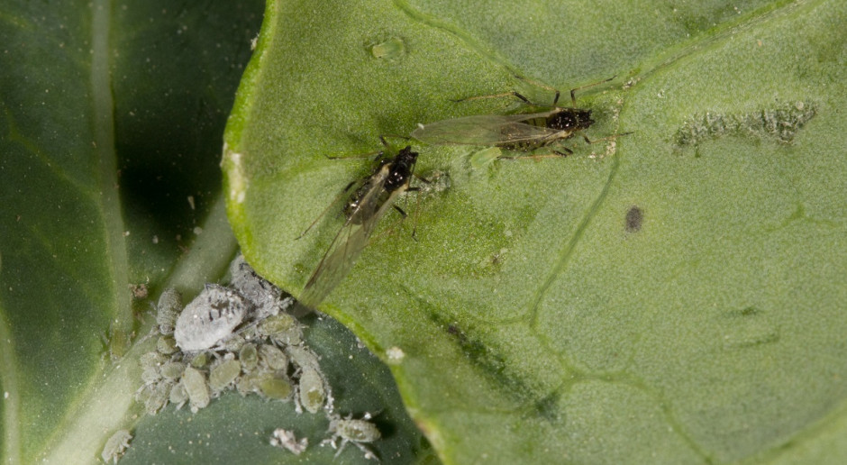 Mszyca kapuściana; Fot. IOR Insektycydy na mszyce w rzepaku