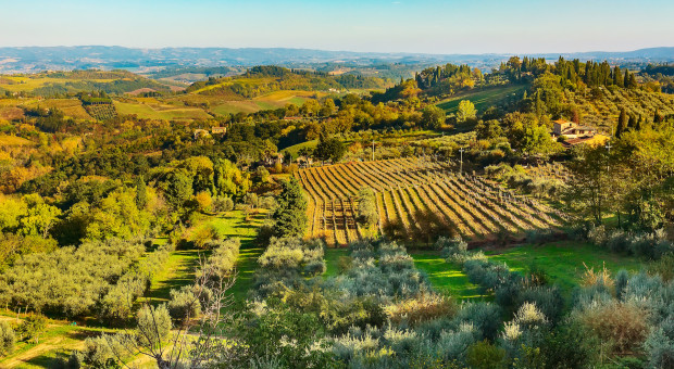 Włochy: upalny początek jesieni dobrze wróży tegorocznemu winobraniu i jakości wina