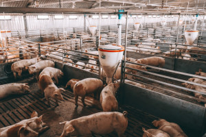 UE: Ceny świń rzeźnych – nadal stabilizacja