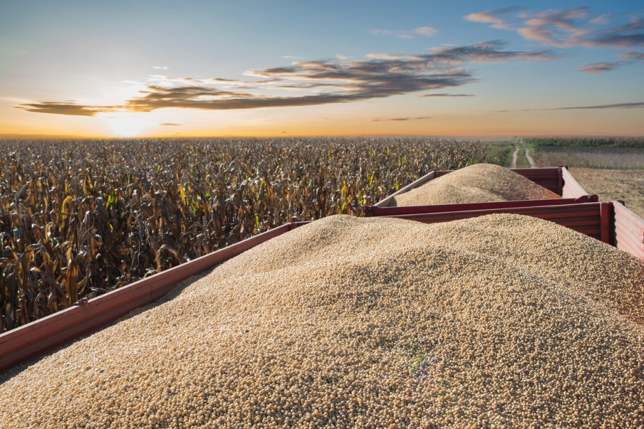 USDA: Globalna produkcja soi prognozowana w sezonie 2019/2020 wzrosła  o 2,4 miliona ton do 341,8 miliona ton; Fot. Shutterstock