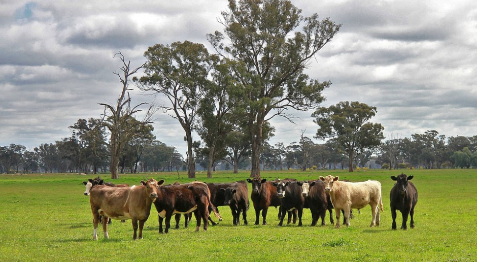 Fot. pixabay.com Australia: Coraz mniej bydła z powodu suszy